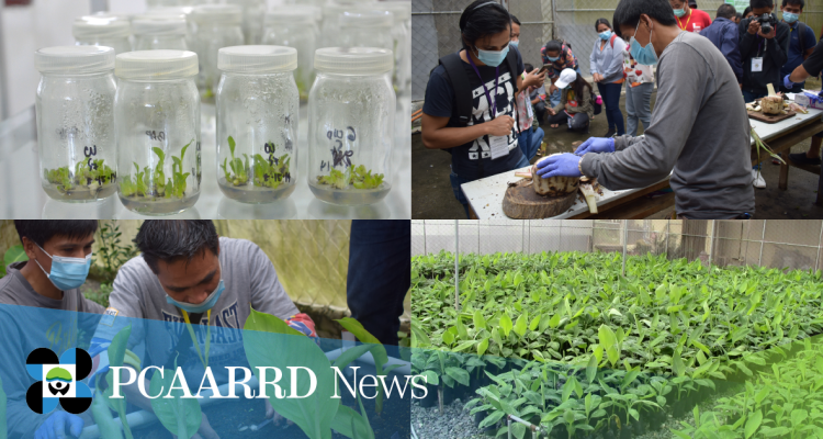 Tissue cultured and macropropagated disease-free Saba plantlets to boost production and empower farmers in Cagayan Valley